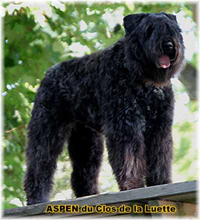 ASPEN © Elevage de bouviers des flandres du Clos de la Luette specialisé pour le bouvier des flandres Copyrigth depose